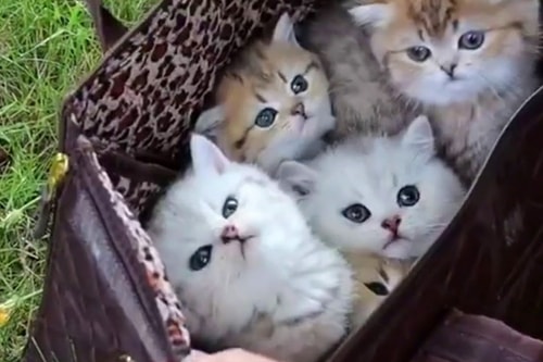 rewewr