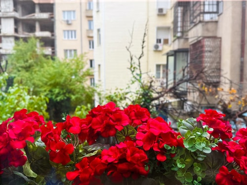 Radoslav Petyofi 2BD · Stylish 2-Bedroom Sofia Stay 4 Flat Manager Booking