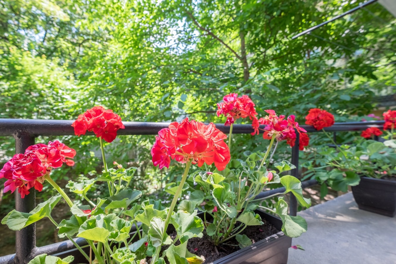 Vitosha Str Apt - Your Perfect Place to Stay 1 Flat Manager Booking
