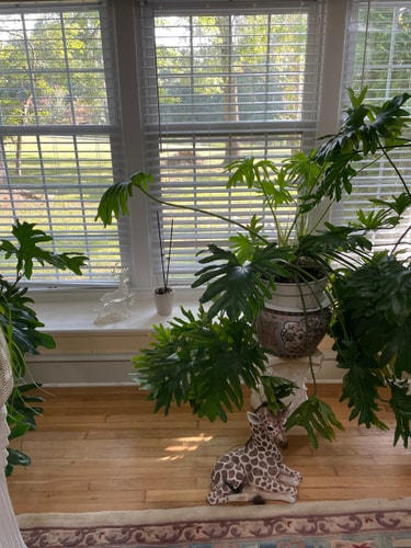 River Views + Huge Yard | Raleigh 3BR Retreat 46 Dwell