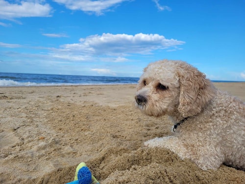 Beachfront Getaway | Dune House + Pets 37 Dwell