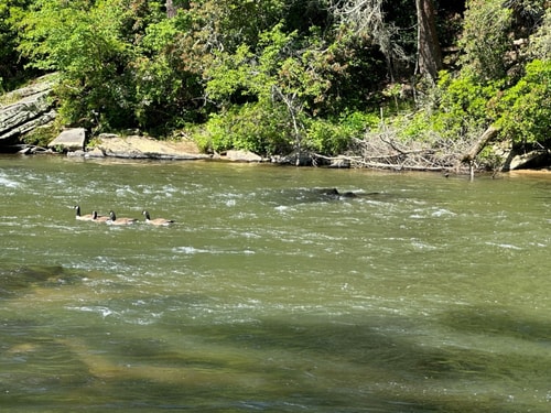 Cozy Mountain Cabin | Hot Tub & Fire Pit 39 Dwell