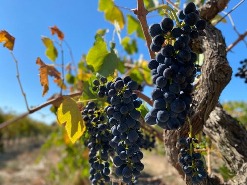The Red Door @ Barossa Valley ★Vineyard View★ 19 Serain Residences