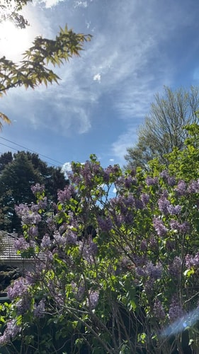 3BDR Blue Mountains Hideaway in Central Katoomba 18 Serain Residences
