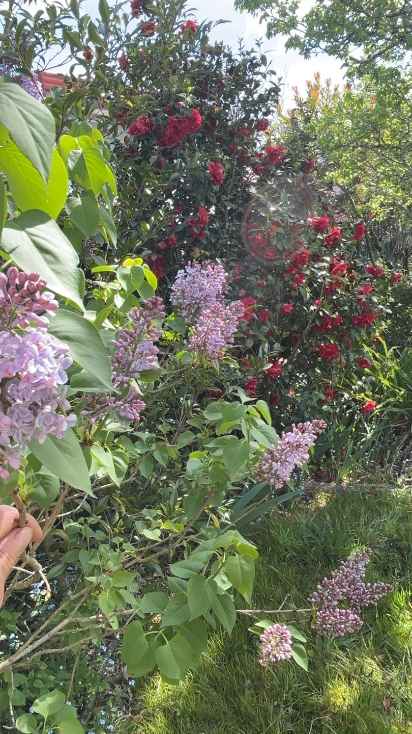 3BDR Blue Mountains Hideaway in Central Katoomba 17 Serain Residences