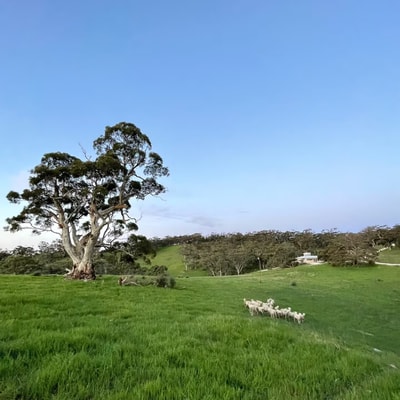 Rural retreat | 5 min to wineries / 10 min to town 14 Serain Residences