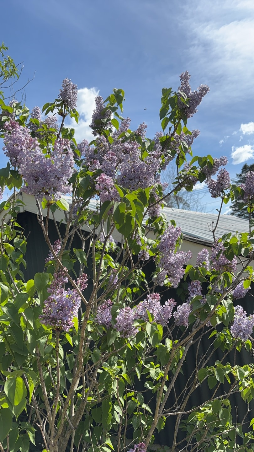 3BDR Blue Mountains Hideaway in Central Katoomba 20 Serain Residences