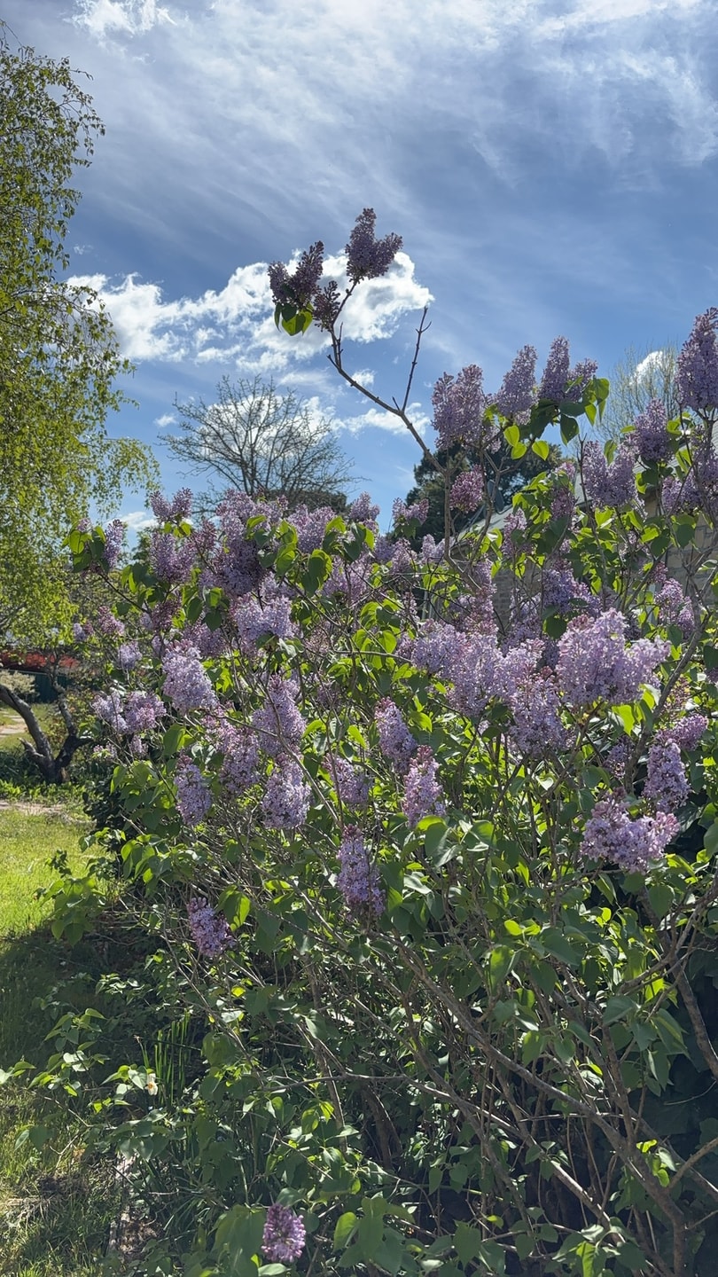 3BDR Blue Mountains Hideaway in Central Katoomba 19 Serain Residences