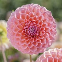 Dahlia