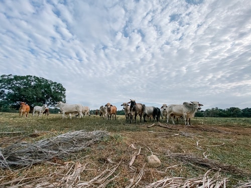 Luxurious Hacienda with Pool 39 INUS LIFE