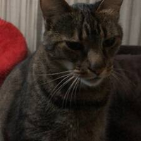 Federico