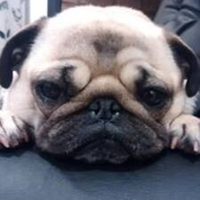 Gustavo