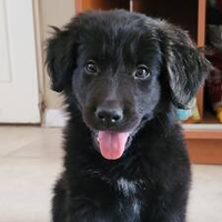 Pablo