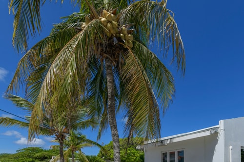 Luxury 2BR Villa • Pool • Walk to Palm Beach 7 Aruba Local Rental