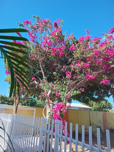 Cozy apartment conveniently located 10 Aruba Local Rental