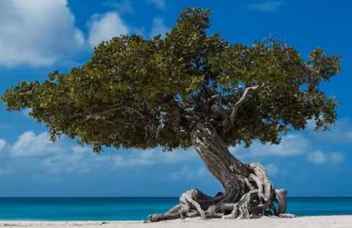 HolidayHome conveniently located 5 Aruba Local Rental