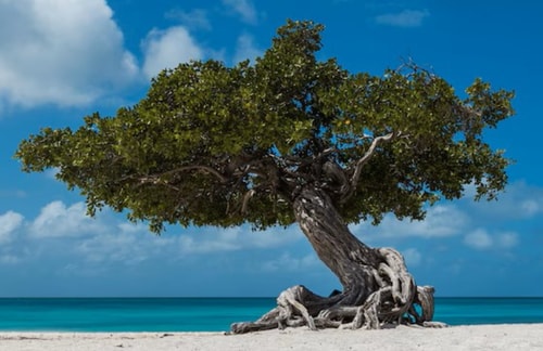 Cozy apartment conveniently located 11 Aruba Local Rental