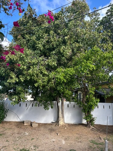 Cozy apartment conveniently located 5 Aruba Local Rental