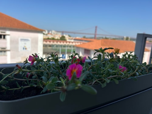 Pearl of Belem