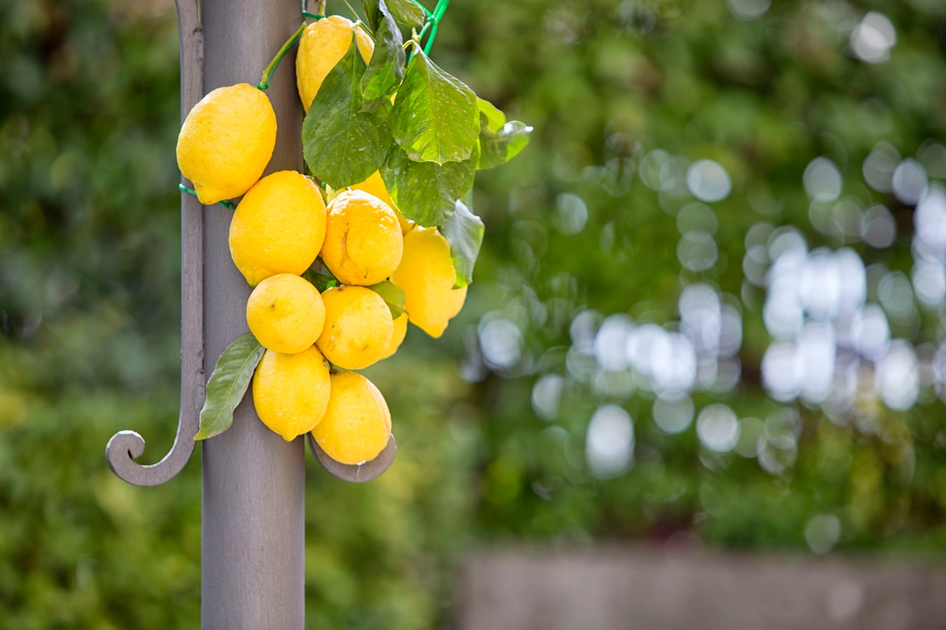 Resort Lubrense - Fiore Di Campo with shared pool 38 The Prestige Villa Collection