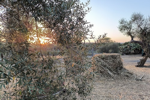 Casa Tranquilla - Countryside House near Syracuse 3 Villas in Italy