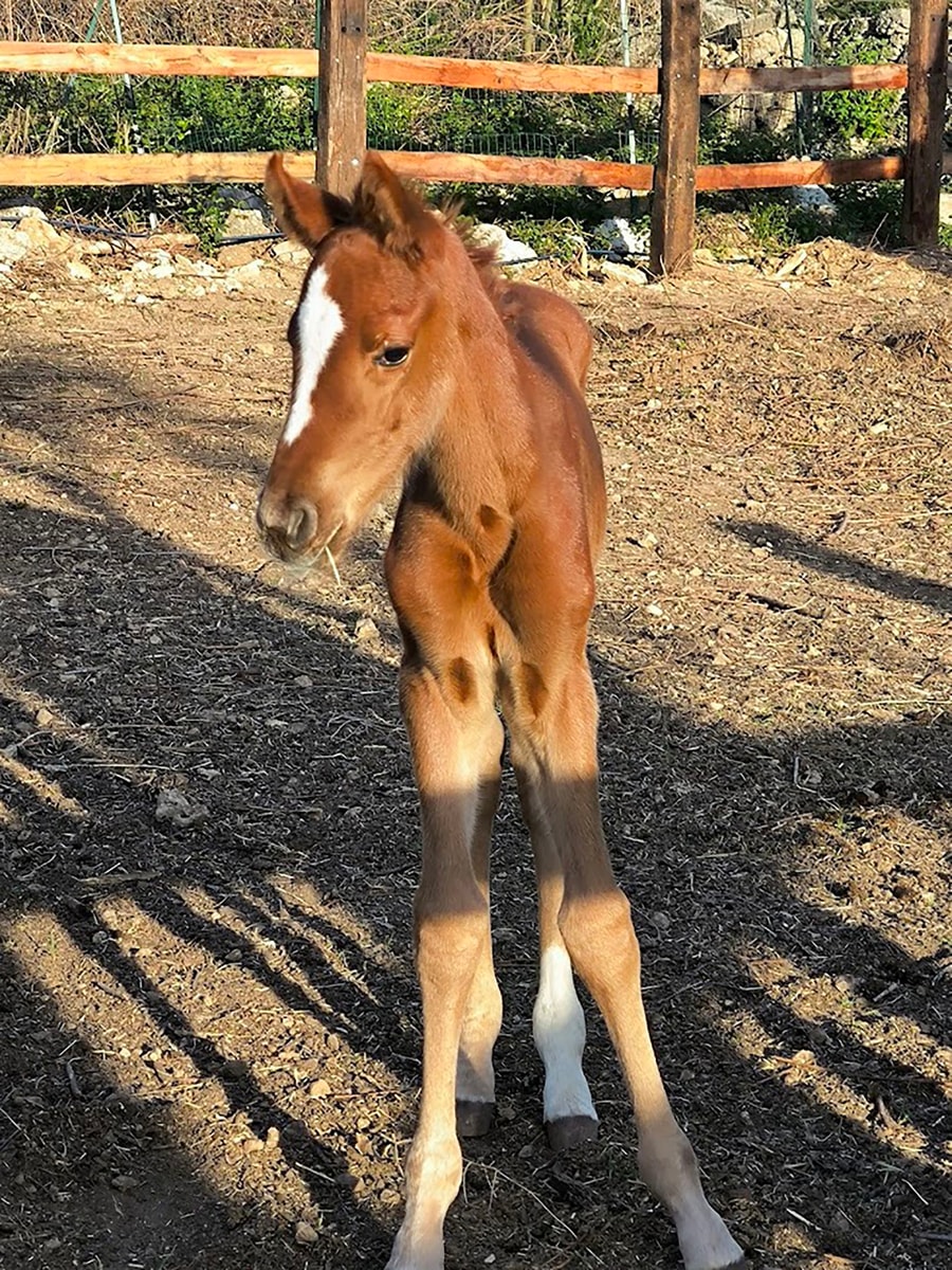 Casa Tranquilla - Countryside House near Syracuse 33 Villas in Italy