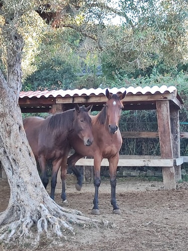 Casa Tranquilla - Countryside House near Syracuse 36 Villas in Italy