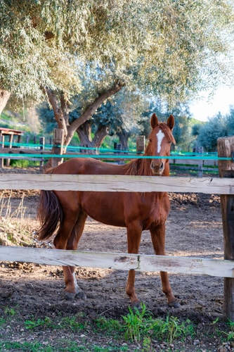 Casa Tranquilla - Countryside House near Syracuse 35 Villas in Italy