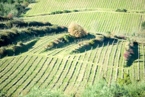 Villa Aberesh - Countryside villa with pool in Tuscany 57 Villas in Italy