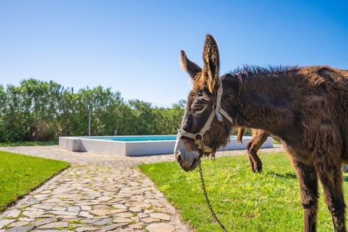 Burro Ville - Lovely House w/ Pool by HostWise Host Wise Booking