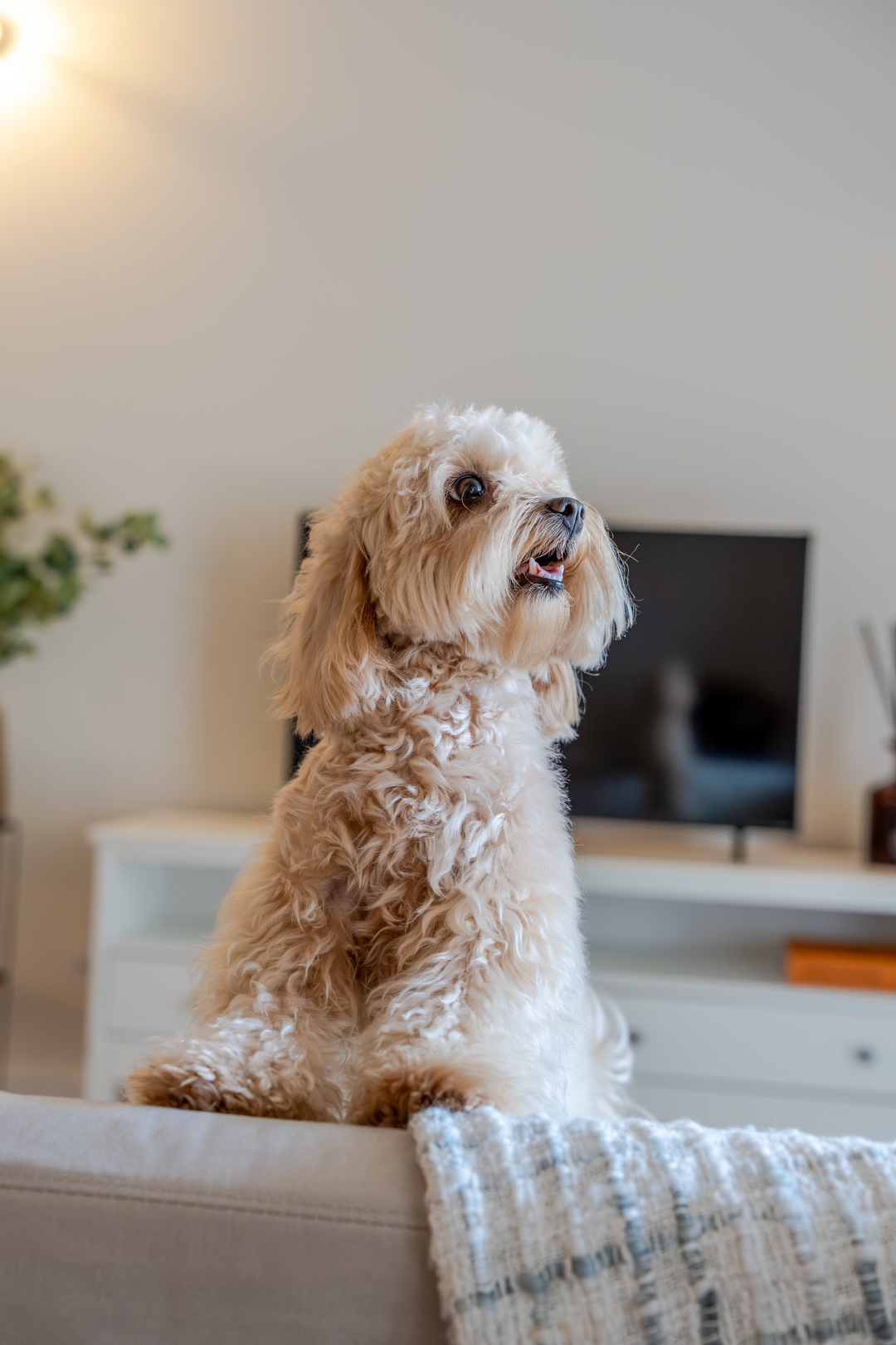 Stylish, Premium & Pet Friendly Flat by HostWise 34 Host Wise Booking