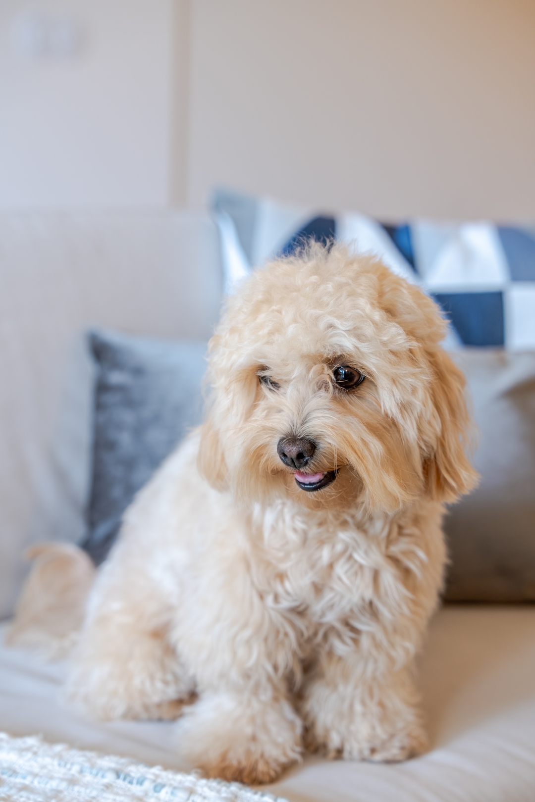 Stylish, Premium & Pet Friendly Flat by HostWise 61 Host Wise Booking