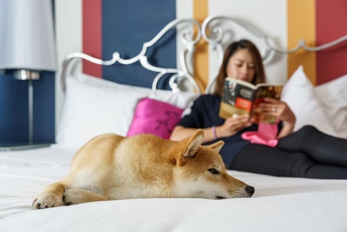 Deluxe King Room Near The Curran Theatre SAN 4 Luxury Bookings