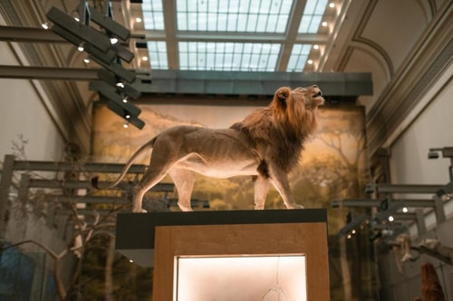 King Room Near DC Medical Examiner WDC 11 Luxury Bookings