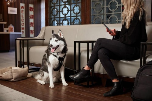 King Room Near Chinatown Park WDC 12 Luxury Bookings