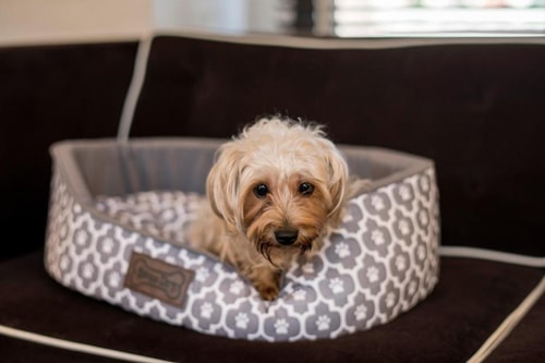 Standard Room Near Park Avenue Malls NYC 4 Luxury Bookings