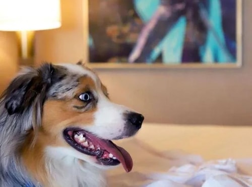 Deluxe Double Room Near Grammy Museum LA 3 Luxury Bookings