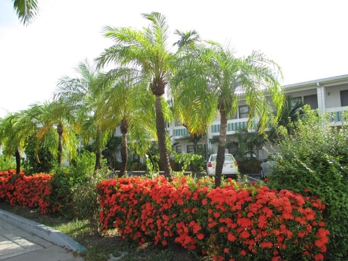 Queen Room Near Paws Pet Land MIA 13 Luxury Bookings