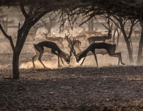 Deluxe Room Near Sir Bani Yas Wildlife Park 9 Luxury Bookings