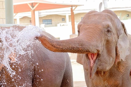 Premium Room Near Hippo Feeding 7 Luxury Bookings