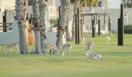 Two Bedroom Near Al Maya Staff Accommodation 7 Luxury Bookings