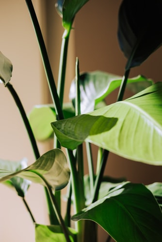 Lapa garden III @ Pool / Balcony / Elevator / AC 23 Hansi Home