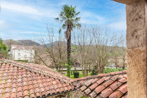 Jardín Botánico: Sauco 24 Estandar 24