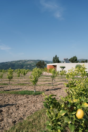 Souto Village - Private Pool & Lemon Farm 35 ferocollection.feroslowliving.com