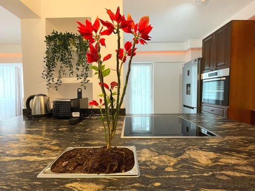Serenity Mountain Apartment - AC & Smart TV 37 SocialSpot