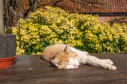 Yew Tree Cottage, Cretingham 47 Stay in Suffolk