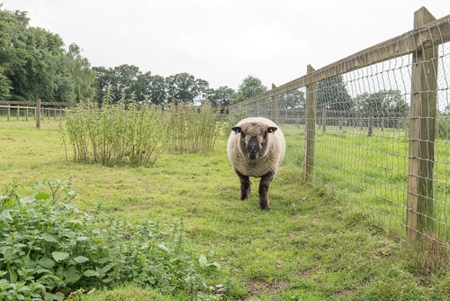 Grove Farm Bungalow and Annexe, Dallinghoo 61 Stay in Suffolk
