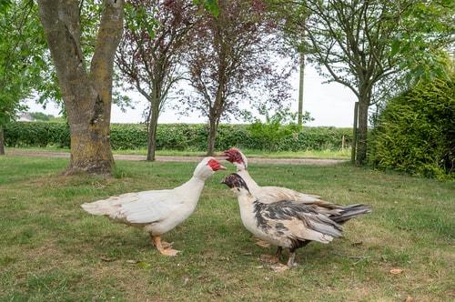 The Annexe at Keats Farmhouse, Bury St Edmunds 19 Stay in Suffolk