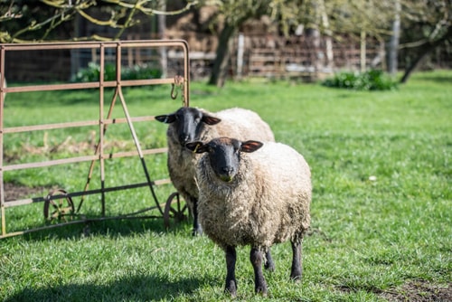 Yew Tree Cottage, Cretingham 43 Stay in Suffolk