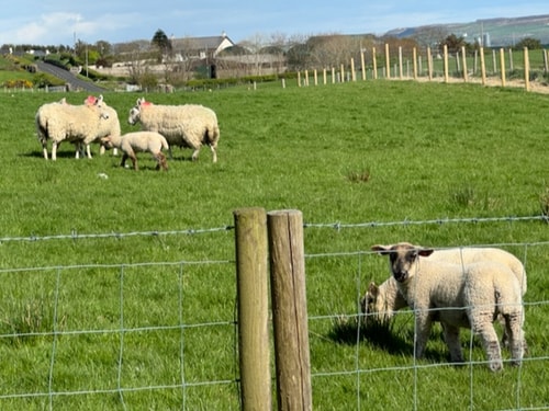 Causeway Headland Gem - 4BD Cottage Retreat 2 Hello Guest